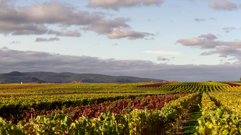 The picture of wine yards I took and edited